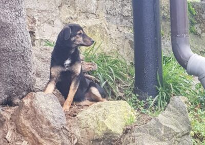 Tierschutzverein Bellas Pfotenhilfe Hunderettung Bosnien Hund adoptieren Oda