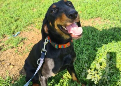 Tierschutzverein Bellas Pfotenhilfe Hunderettung Bosnien Hund adoptieren Romy