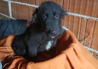 Tierschutzverein Bellas Pfotenhilfe Hunderettung Bosnien Hund adoptieren Taavi