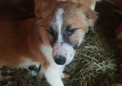 Tierschutzverein Bellas Pfotenhilfe Hunderettung Bosnien Hund adoptieren Tamara