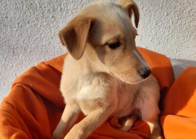 Tierschutzverein Bellas Pfotenhilfe Hunderettung Bosnien Hund adoptieren Tamina