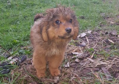 Tierschutzverein Bellas Pfotenhilfe Hunderettung Bosnien Hund adoptieren Tammi