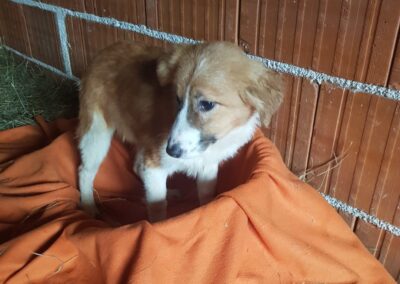 Tierschutzverein Bellas Pfotenhilfe Hunderettung Bosnien Hund adoptieren Tessin