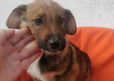Tierschutzverein Bellas Pfotenhilfe Hunderettung Bosnien Hund adoptieren Timon