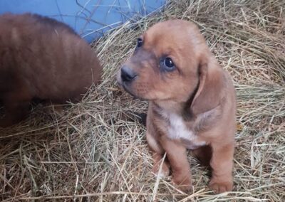 Tierschutzverein Bellas Pfotenhilfe Hunderettung Bosnien Hund adoptieren Tinia