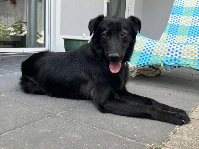 bleki_adoptieren_rüde Tierschutzverein Bellas Pfotenhilfe Hunderettung Bosnien Hund adoptieren Blacky
