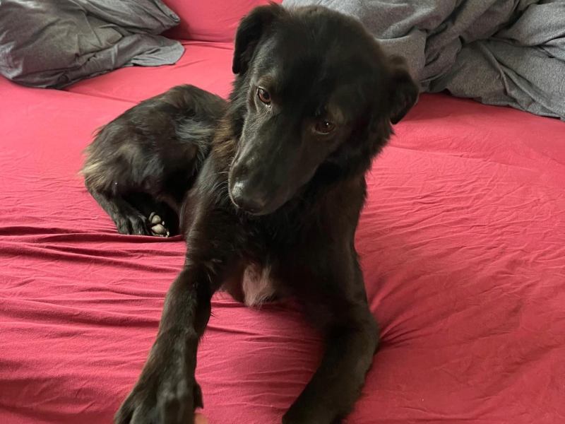 bleki_adoption_rüde Tierschutzverein Bellas Pfotenhilfe Hunderettung Bosnien Hund adoptieren Blacky