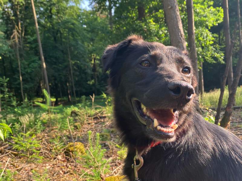 bleki_rüde_adoption Tierschutzverein Bellas Pfotenhilfe Hunderettung Bosnien Hund adoptieren Blacky