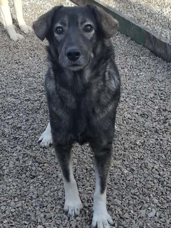 Tierschutzverein Bellas Pfotenhilfe Hunderettung Bosnien Hund adoptieren Ellie