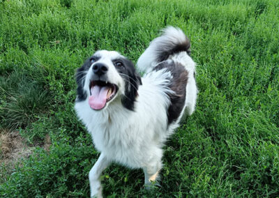 Hund adoptieren, meinen Hund finden, Hundewelpe, Traumhund Orby