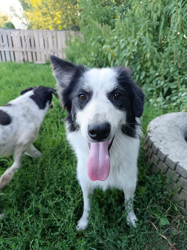 Hund adoptieren, meinen Hund finden, Hundewelpe, Traumhund Orby