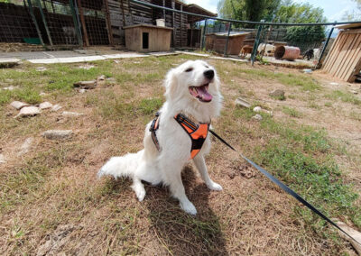 Hund adoptieren, meinen Hund finden, Hundewelpe, Traumhund Orpheus