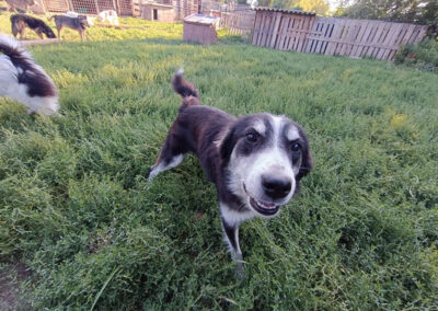 Hund adoptieren, meinen Hund finden, Hundewelpe, Traumhund Oskar