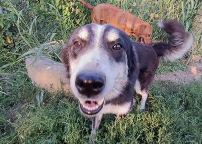 Hund adoptieren, meinen Hund finden, Hundewelpe, Traumhund Oskar