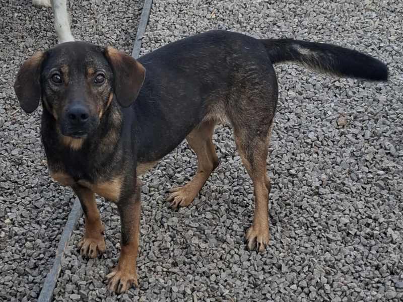 Tierschutzverein Bellas Pfotenhilfe Hunderettung Bosnien Hund adoptieren Kensie