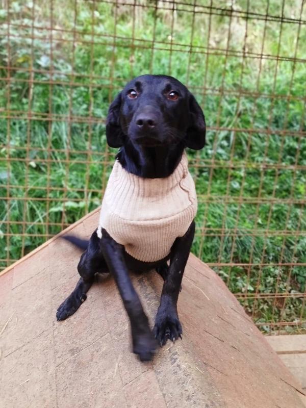 Tierschutzverein Bellas Pfotenhilfe Hunderettung Bosnien Hund adoptieren Bärchen