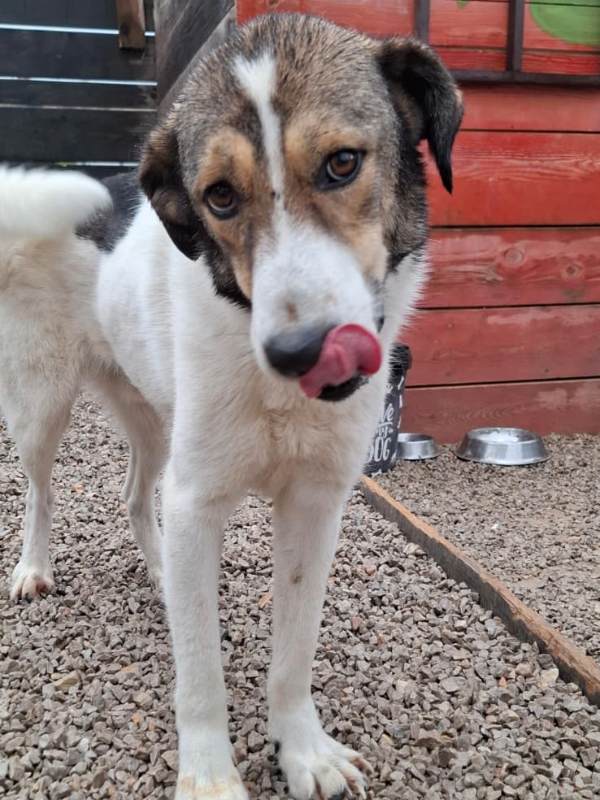 Tierschutzverein Bellas Pfotenhilfe Hunderettung Bosnien Hund adoptieren Max