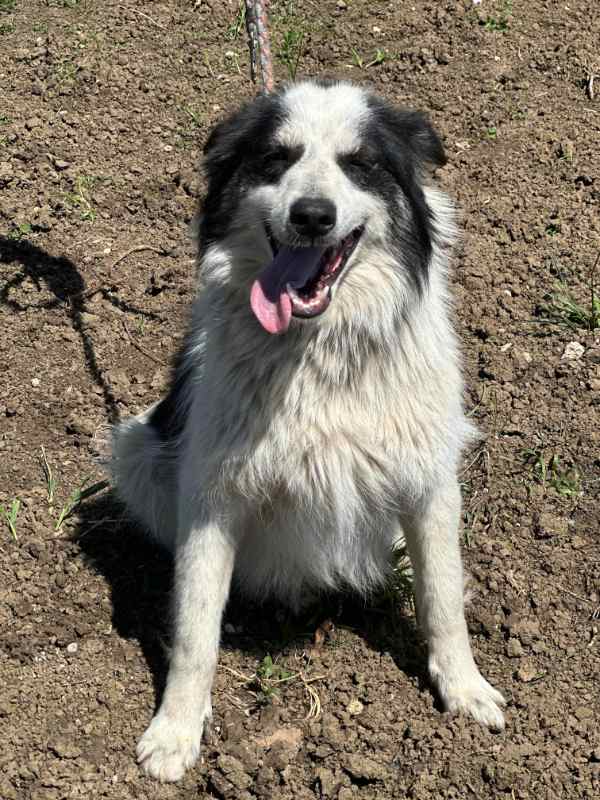 Hund adoptieren, meinen Hund finden, Hundewelpe, Traumhund Orby