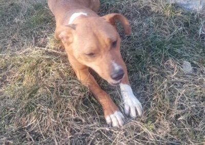 Tierschutzverein Bellas Pfotenhilfe Hunderettung Bosnien Hund adoptieren Alva