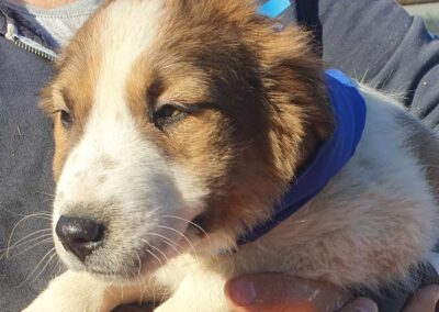 Tierschutzverein Bellas Pfotenhilfe Hunderettung Bosnien Hund adoptieren Amon