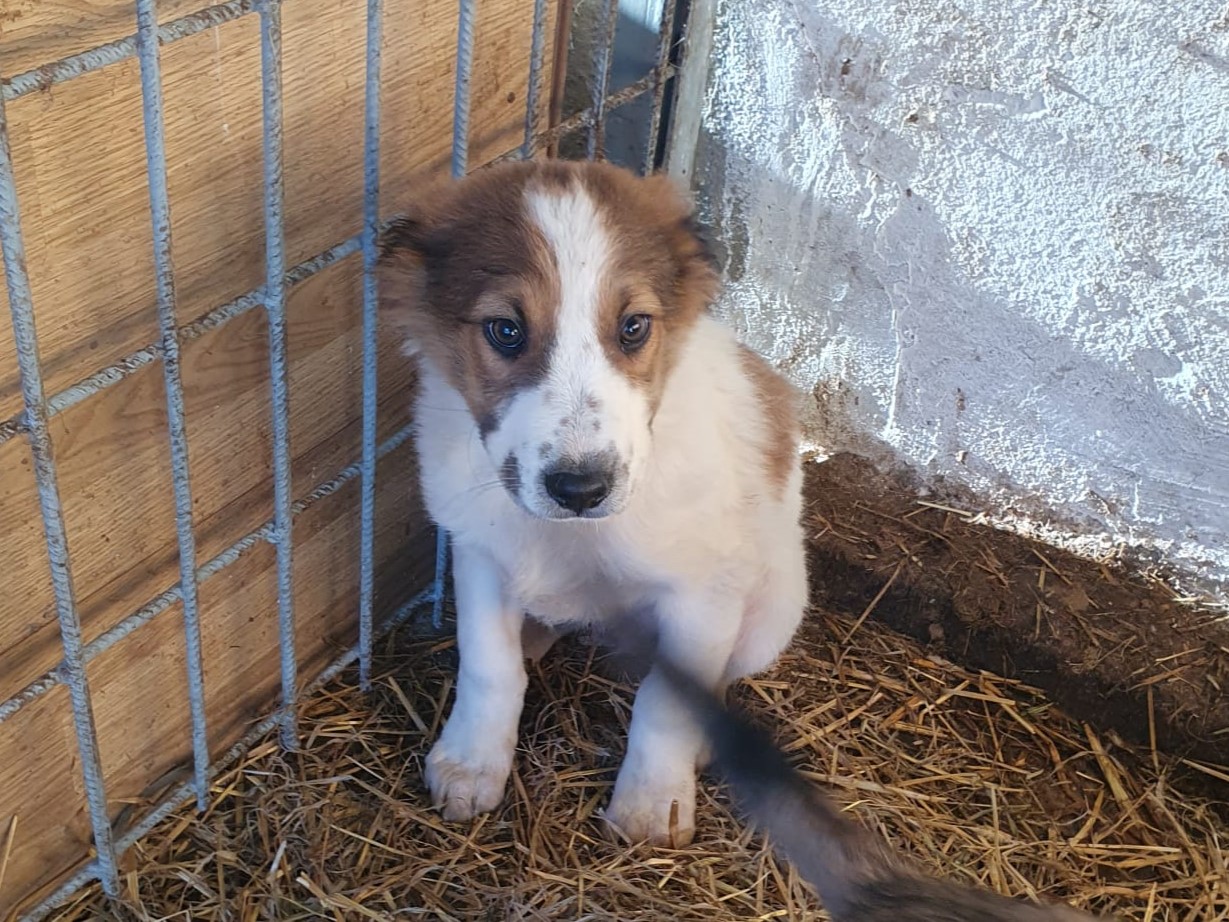 Tierschutzverein Bellas Pfotenhilfe Hunderettung Bosnien Hund adoptieren Amon