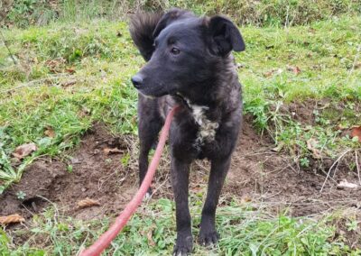 Tierschutzverein Bellas Pfotenhilfe Hunderettung Bosnien Hund adoptieren Bärchen