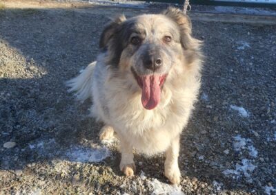 Tierschutzverein Bellas Pfotenhilfe Hunderettung Bosnien Hund adoptieren Bella