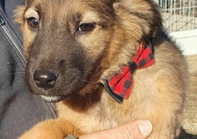 Tierschutzverein Bellas Pfotenhilfe Hunderettung Bosnien Hund adoptieren Crissi