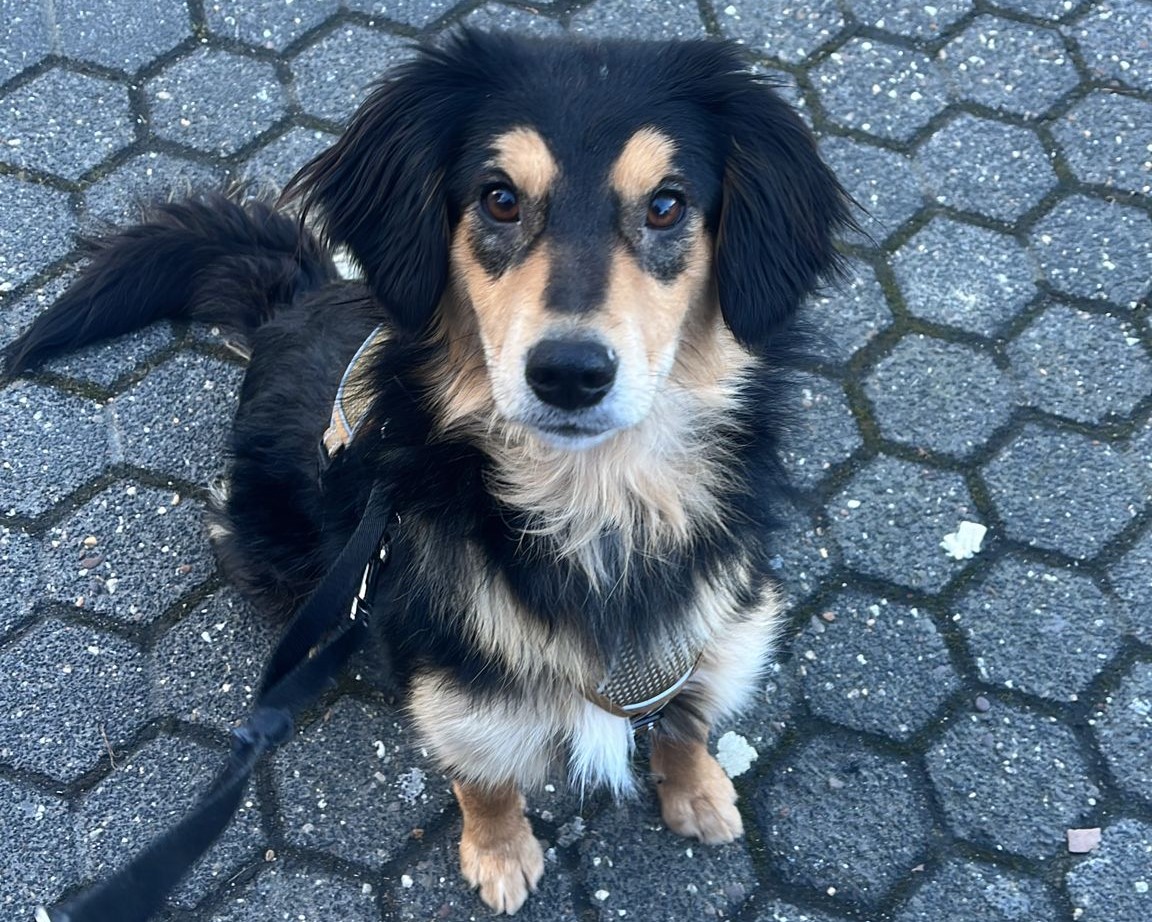 Tierschutzverein Bellas Pfotenhilfe Hunderettung Bosnien Hund adoptieren Jess