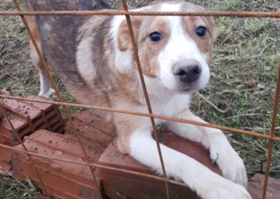 Tierschutzverein Bellas Pfotenhilfe Hunderettung Bosnien Hund adoptieren Josie