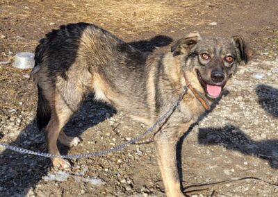 Tierschutzverein Bellas Pfotenhilfe Hunderettung Bosnien Hund adoptieren Laluna