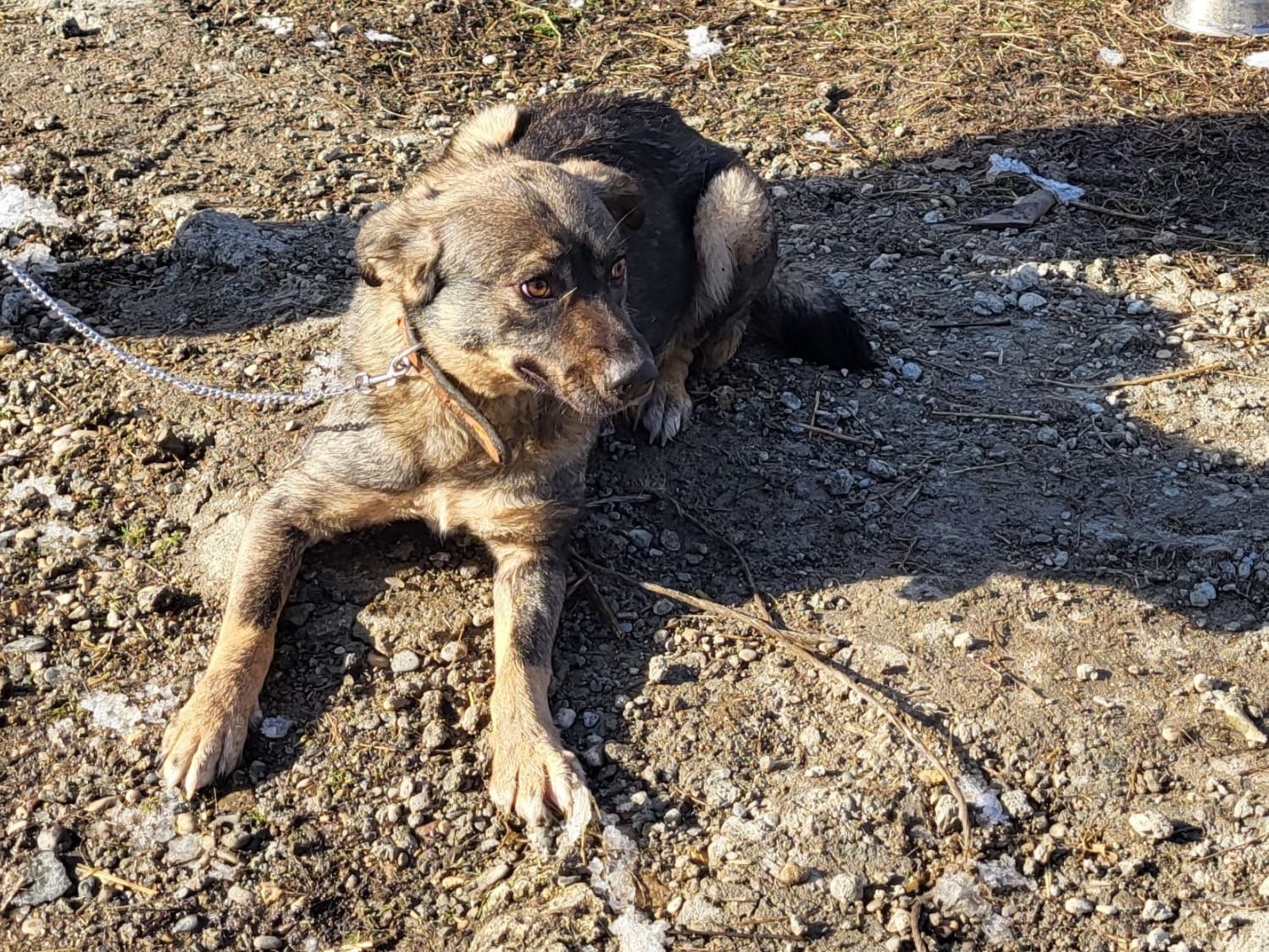 Tierschutzverein Bellas Pfotenhilfe Hunderettung Bosnien Hund adoptieren Laluna