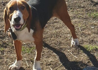 Tierschutzverein Bellas Pfotenhilfe Hunderettung Bosnien Hund adoptieren Meggie