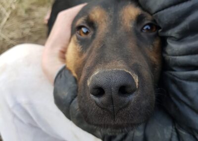 Tierschutzverein Bellas Pfotenhilfe Hunderettung Bosnien Hund adoptieren Ollie