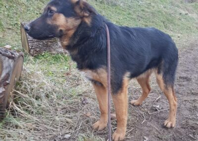 Tierschutzverein Bellas Pfotenhilfe Hunderettung Bosnien Hund adoptieren Ollie