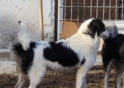 Tierschutzverein Bellas Pfotenhilfe Hunderettung Bosnien Hund adoptieren Orby