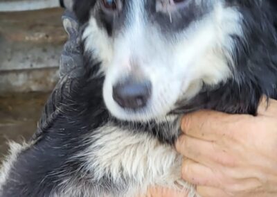 Tierschutzverein Bellas Pfotenhilfe Hunderettung Bosnien Hund adoptieren Oskar