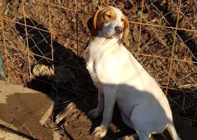 Tierschutzverein Bellas Pfotenhilfe Hunderettung Bosnien Hund adoptieren Pippa