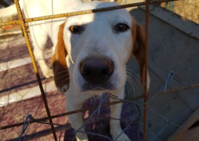 Tierschutzverein Bellas Pfotenhilfe Hunderettung Bosnien Hund adoptieren Polly