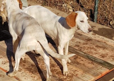 Tierschutzverein Bellas Pfotenhilfe Hunderettung Bosnien Hund adoptieren Polly