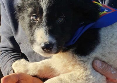 Tierschutzverein Bellas Pfotenhilfe Hunderettung Bosnien Hund adoptieren Sammy