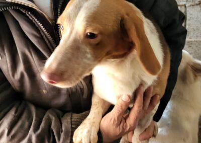 Tierschutzverein Bellas Pfotenhilfe Hunderettung Bosnien Hund adoptieren Samu