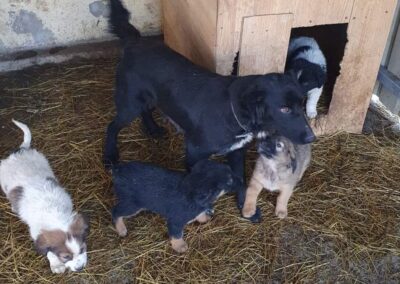 Tierschutzverein Bellas Pfotenhilfe Hunderettung Bosnien Hund adoptieren Shari