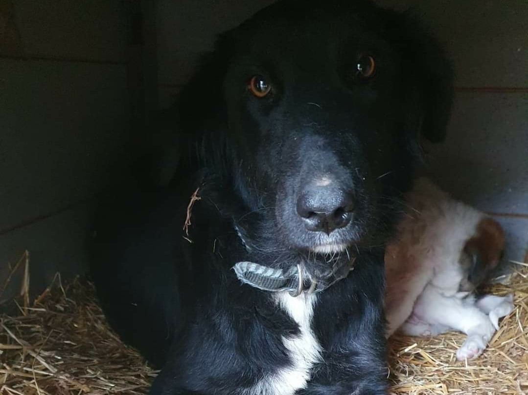 Tierschutzverein Bellas Pfotenhilfe Hunderettung Bosnien Hund adoptieren Shari