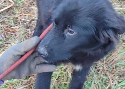 Tierschutzverein Bellas Pfotenhilfe Hunderettung Bosnien Hund adoptieren Taavi