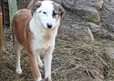 Tierschutzverein Bellas Pfotenhilfe Hunderettung Bosnien Hund adoptieren Tabea