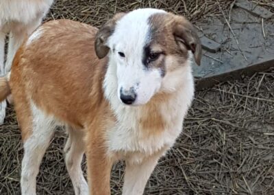 Tierschutzverein Bellas Pfotenhilfe Hunderettung Bosnien Hund adoptieren Tabea