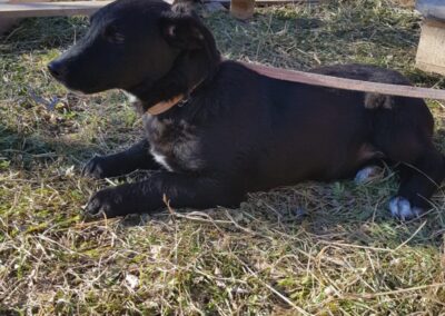 Tierschutzverein Bellas Pfotenhilfe Hunderettung Bosnien Hund adoptieren Tabitha