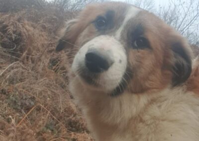 Tierschutzverein Bellas Pfotenhilfe Hunderettung Bosnien Hund adoptieren Tamara