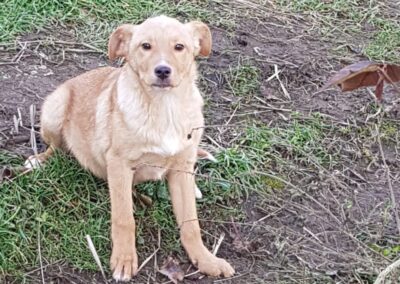 Tierschutzverein Bellas Pfotenhilfe Hunderettung Bosnien Hund adoptieren Tamina
